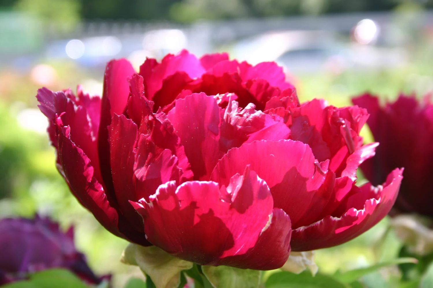 Paeonia Suffruticosa 'Kouka-Mon' (Strauchpfingstrose 'Tor Von Kouka') – Bild 3