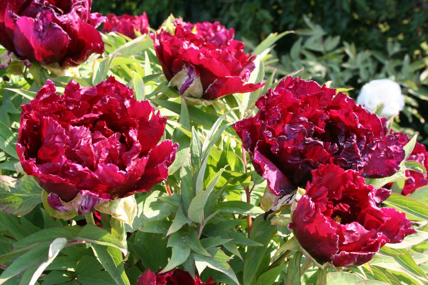 Paeonia Suffruticosa 'Kouka-Mon' (Strauchpfingstrose 'Tor Von Kouka') – Bild 5