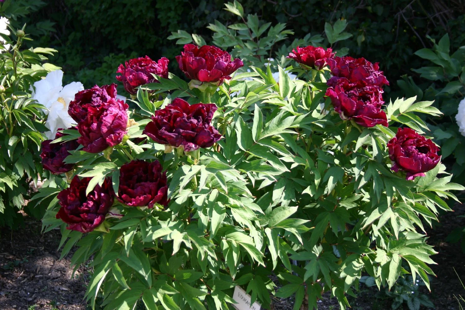 Paeonia Suffruticosa 'Kouka-Mon' (Strauchpfingstrose 'Tor Von Kouka') – Bild 6
