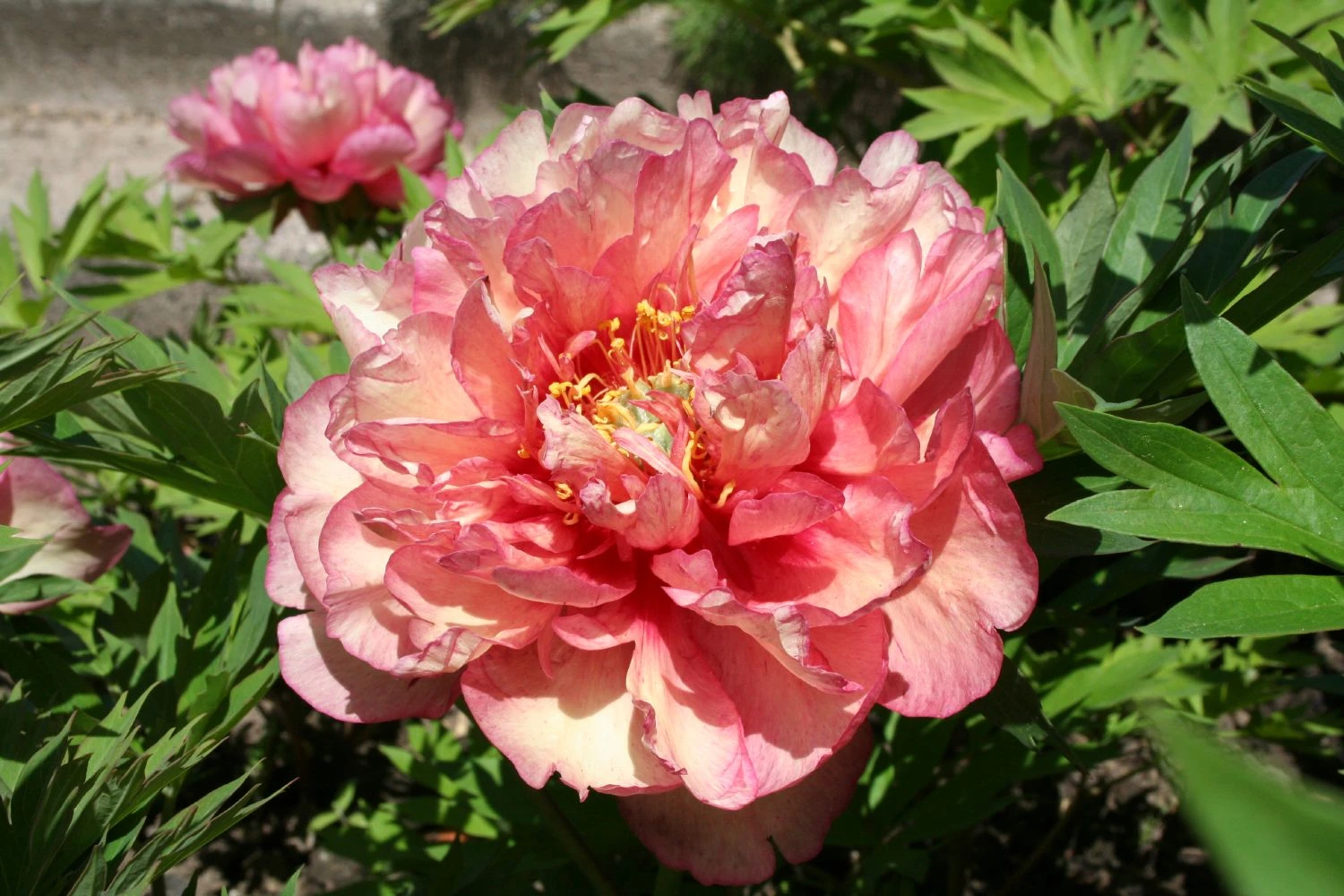 Paeonia Itoh-Hybride 'Hillary' (Intersektionelle Pfingstrose)