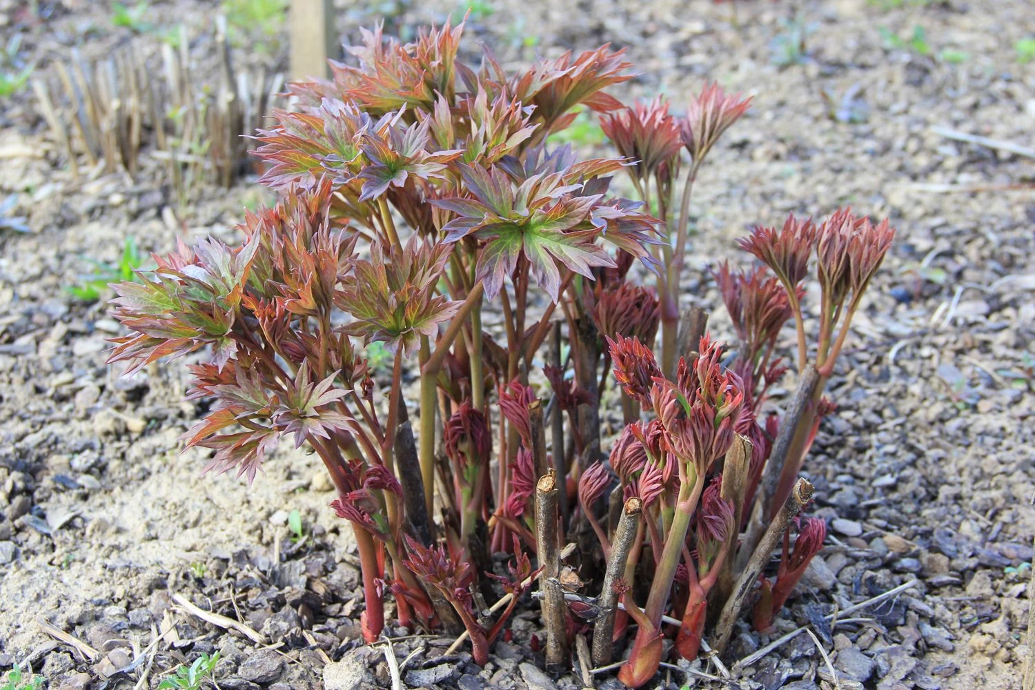 Paeonia Itoh-Hybride 'Hillary' (Intersektionelle Pfingstrose) – Bild 2