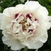 Paeonia Rockii 'Gui Fu Ren' (Strauchpfingstrose 'Edelfrau')