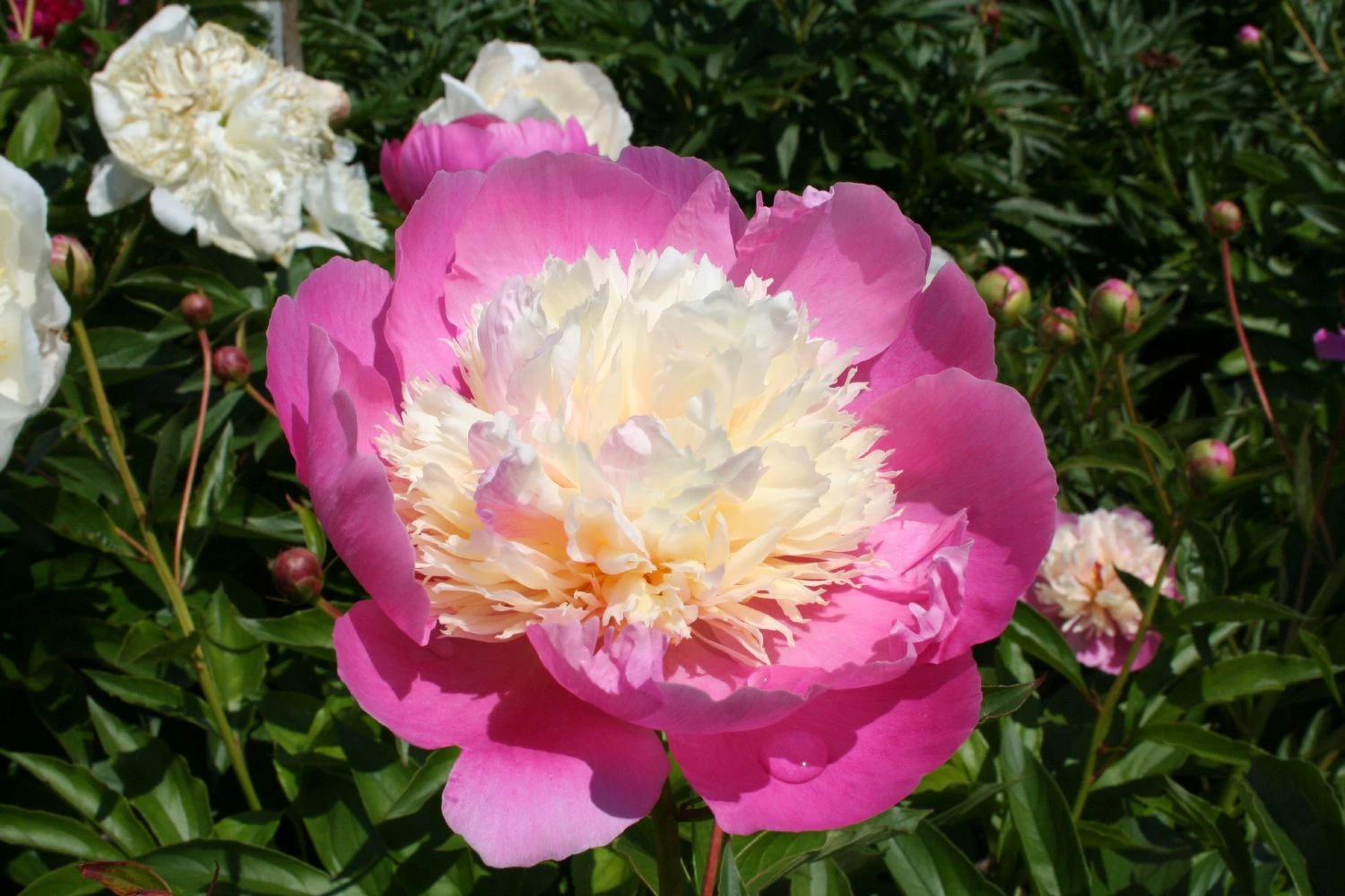 Paeonia Lactiflora 'Bowl Of Beauty' (Staudenpfingstrose) – Bild 2