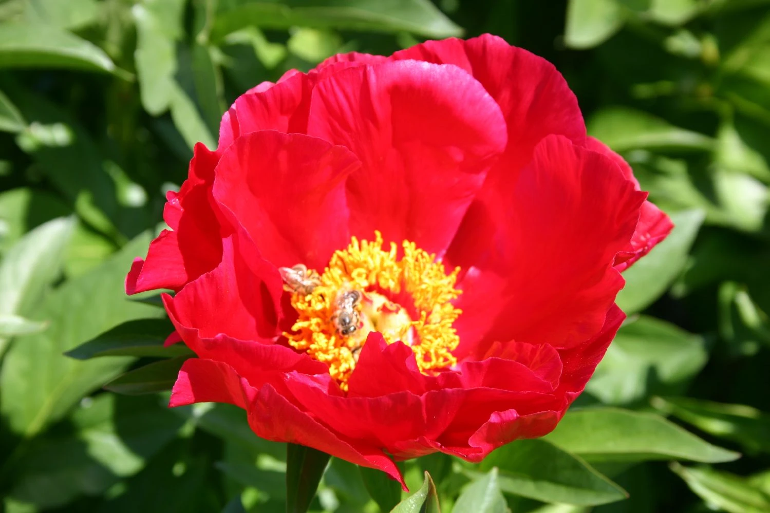 Paeonia Lactiflora 'Carina' (Staudenpfingstrose)