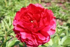 Paeonia Lactiflora 'Carol' (Staudenpfingstrose)