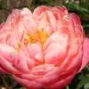 Paeonia Lactiflora 'Coral Charm' (Staudenpfingstrose)