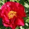 Paeonia Lactiflora 'Postillion' (Staudenpfingstrose)