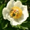 Paeonia Lactiflora 'Starlight' (Staudenpfingstrose)