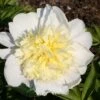 Paeonia Lactiflora 'Primevère' (Staudenpfingstrose)