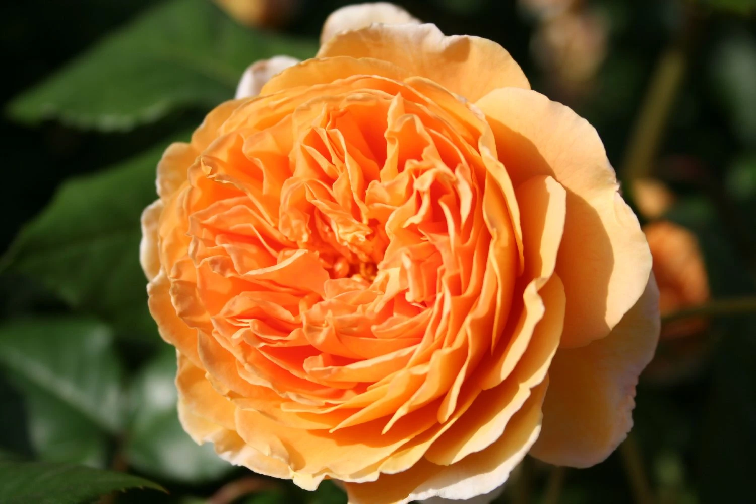 Rose 'Crown Princess Margareta' (Englische Rose) – Bild 2