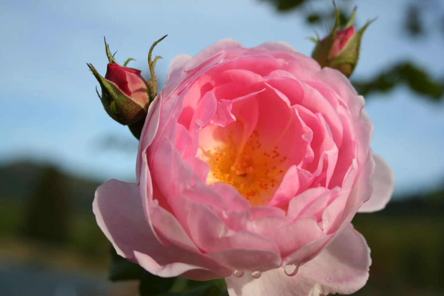 Rose 'Sceptre D´Isle' (Englische Rose)