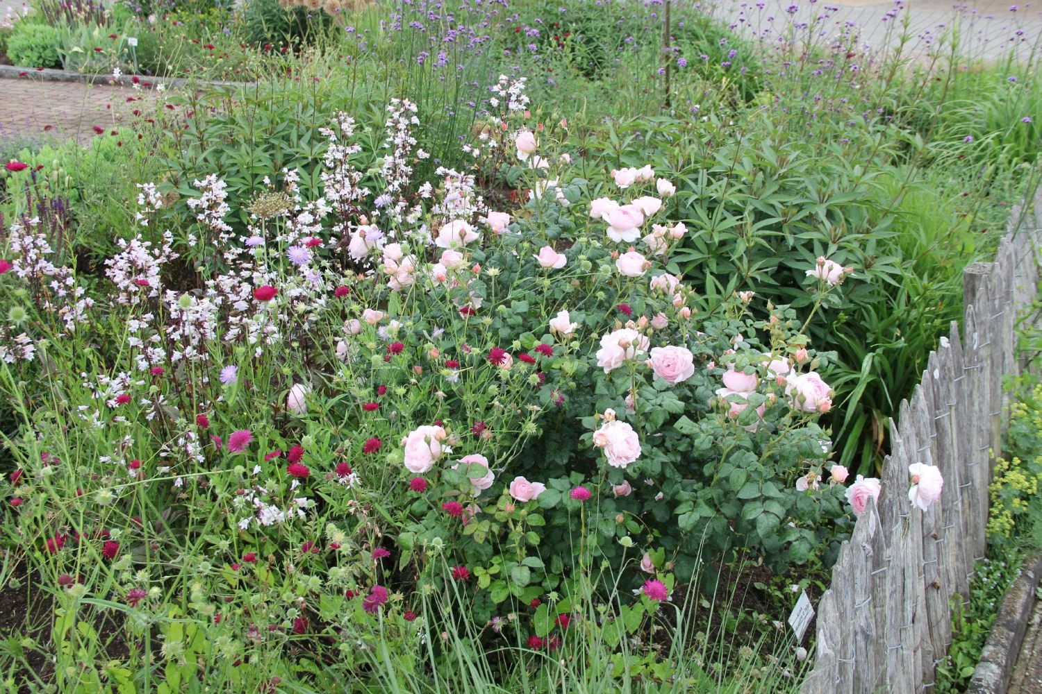 Rose 'Sceptre D´Isle' (Englische Rose) – Bild 2