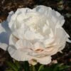 Paeonia Lactiflora 'Mother's Choice' (Staudenpfingstrose)