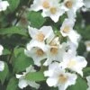 Philadelphus 'Belle Etoile' (Falscher Jasmin | Bauernjasmin)