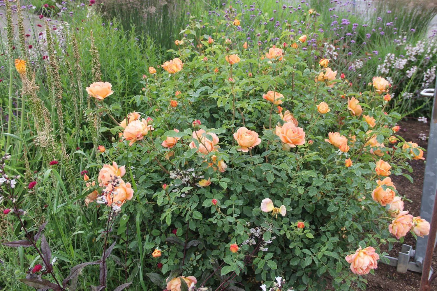 Rose 'Lady Emma Hamilton' (Englische Rose) – Bild 2