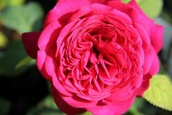 Rose 'Johann Wolfgang Von Goethe' (Edelrose)