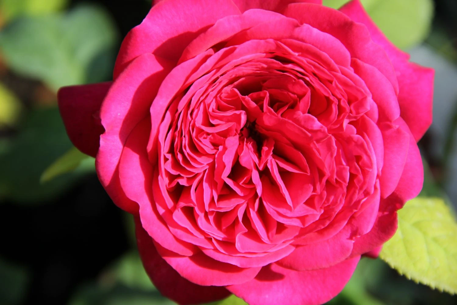 Rose 'Johann Wolfgang Von Goethe' (Edelrose)