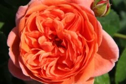 Rose 'Summer Song' (Englische Rose)