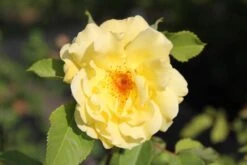 Rose 'Tibet-Rose' (Strauchrose)