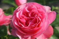 Rose 'Leonardo Da Vinci' (Beetrose)