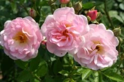 Rose 'Rosendorf Steinfurth' (Rambler)