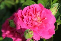 Rose 'Princess Anne' (Englische Rose)