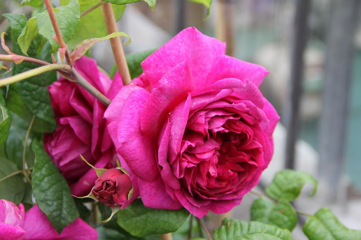 Rose 'Young Lycidas' (Englische Rose) – Bild 2