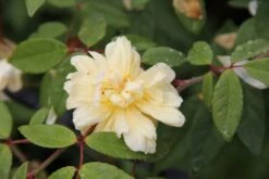 Rose 'Malvern Hills' (Rambler)