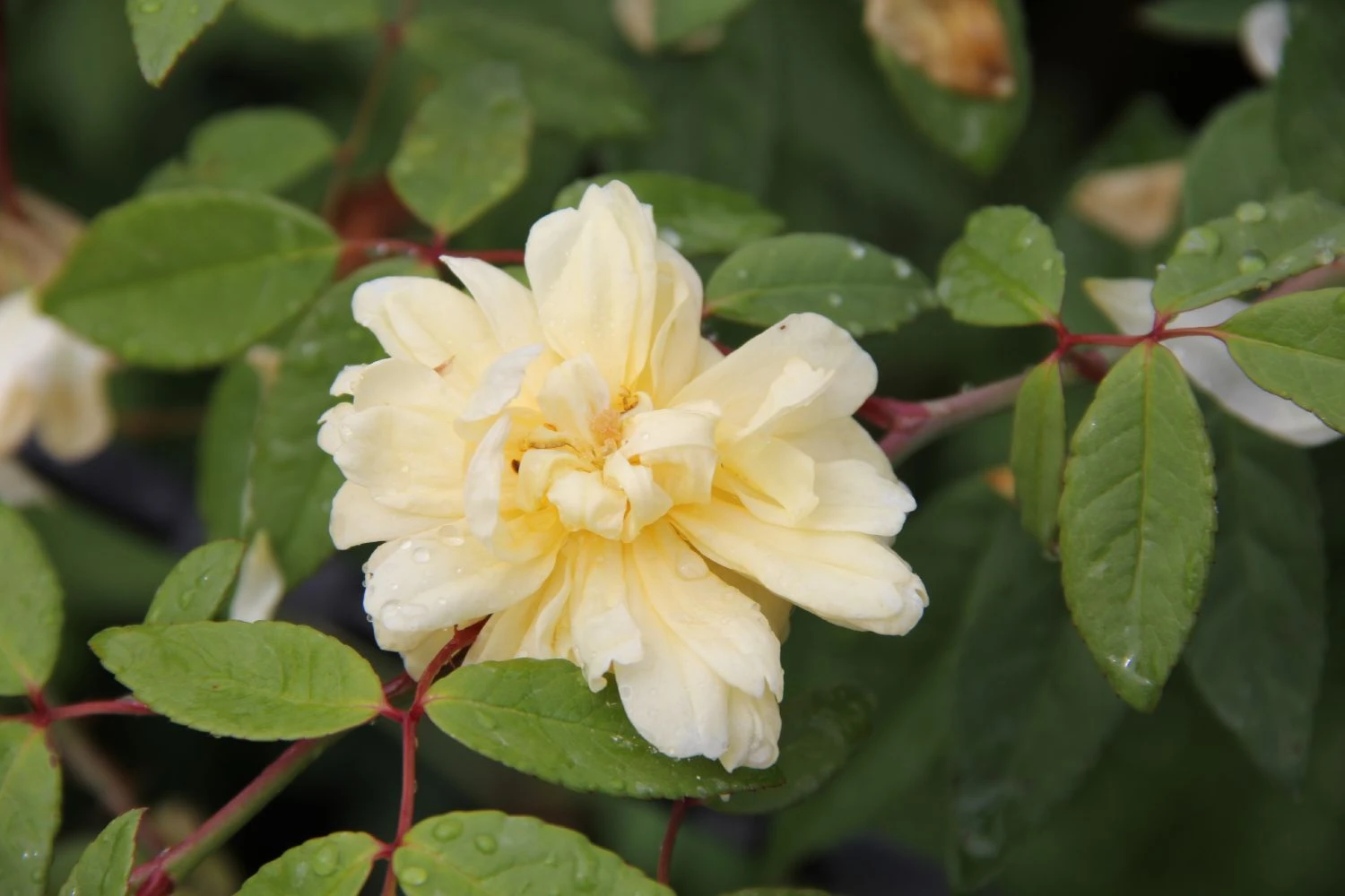 Rose 'Malvern Hills' (Rambler)