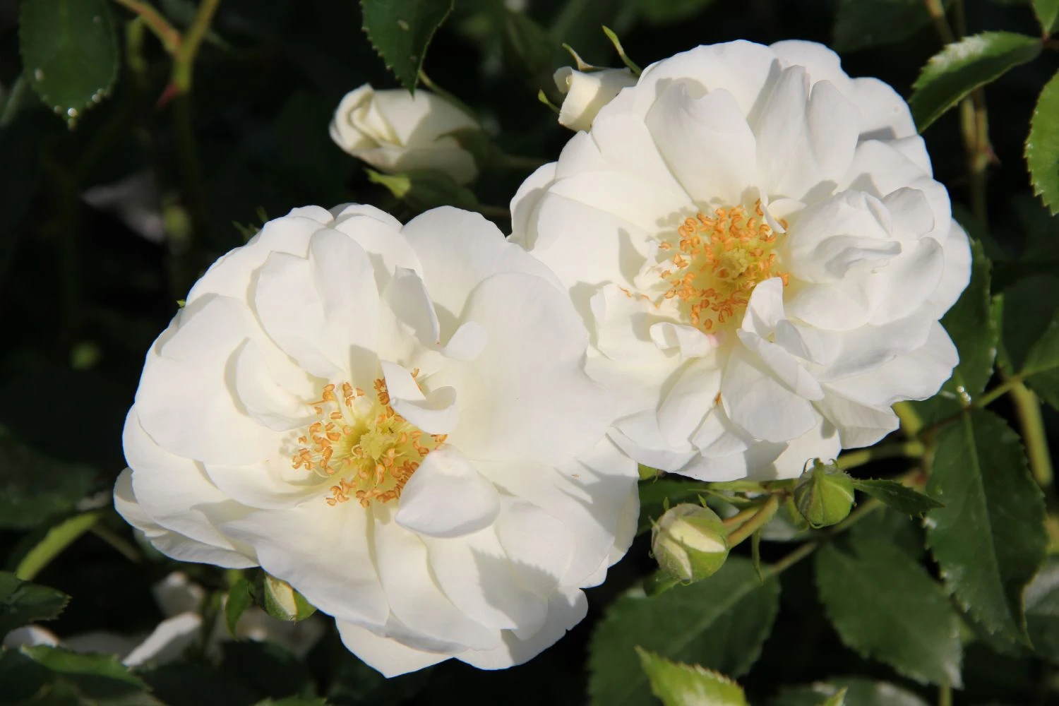 Rose 'Schneeflocke' (Bodendeckerrosen)