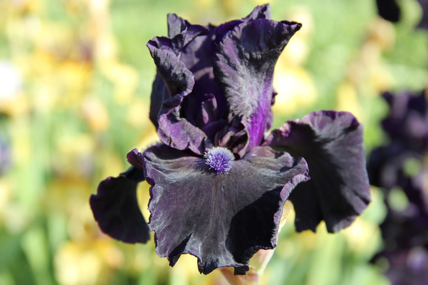 Iris Barbata-Elatior 'Obsidian' (Hohe Bartschwertlilie)