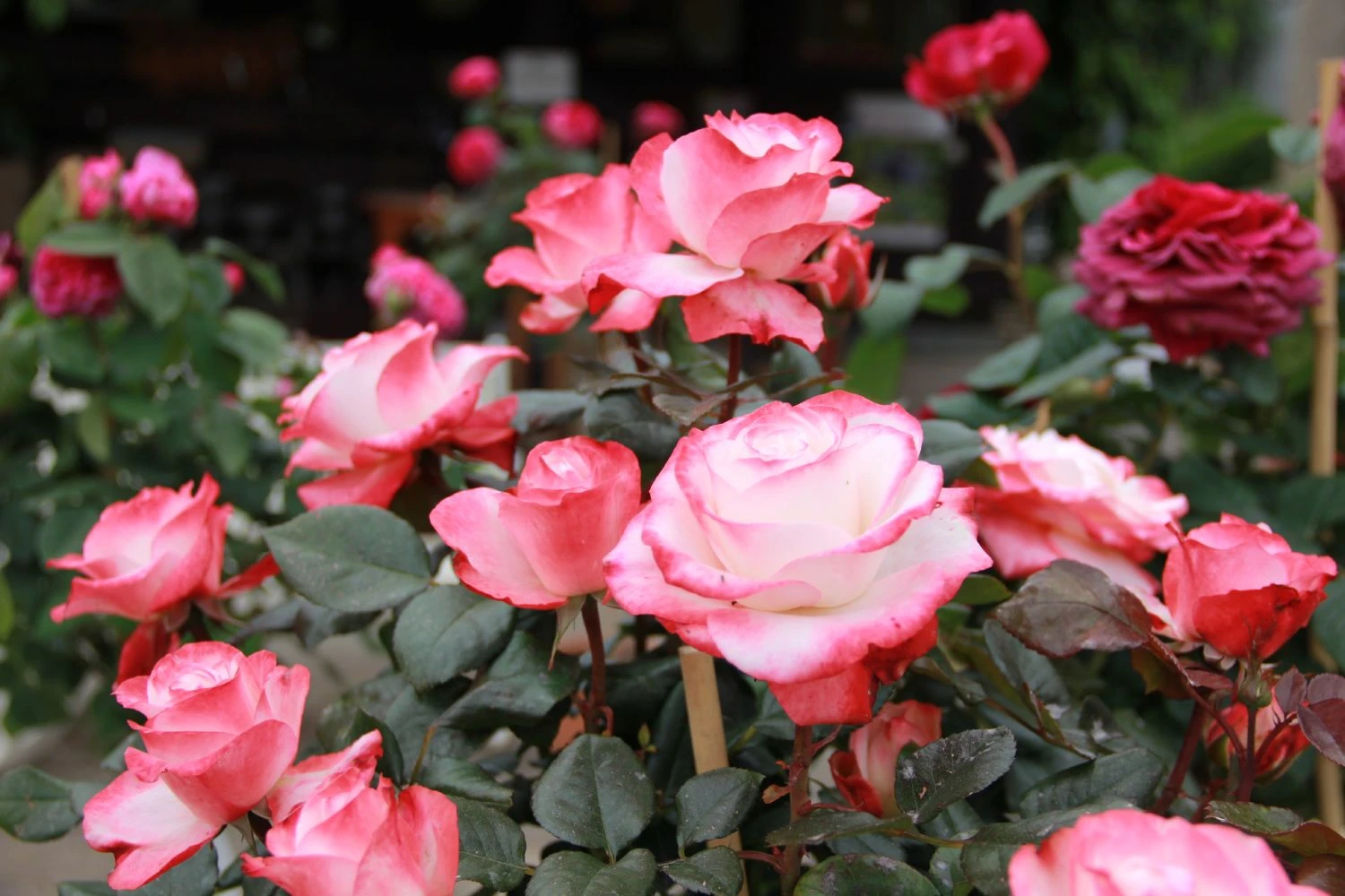 Rose 'Nostalgie' (Edelrose) – Bild 2