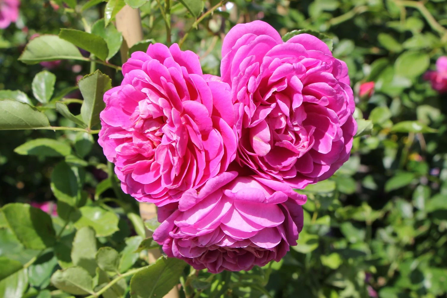 Rose 'Starlet Rose Melina' (Kletterrose)