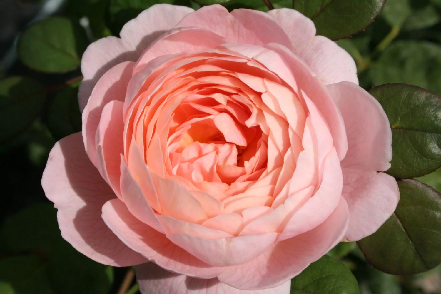 Rose 'Queen Of Sweden' (Englische Rose)