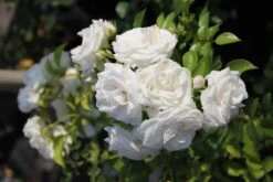 Rose 'Aspirin-Rose' (Beetrose)