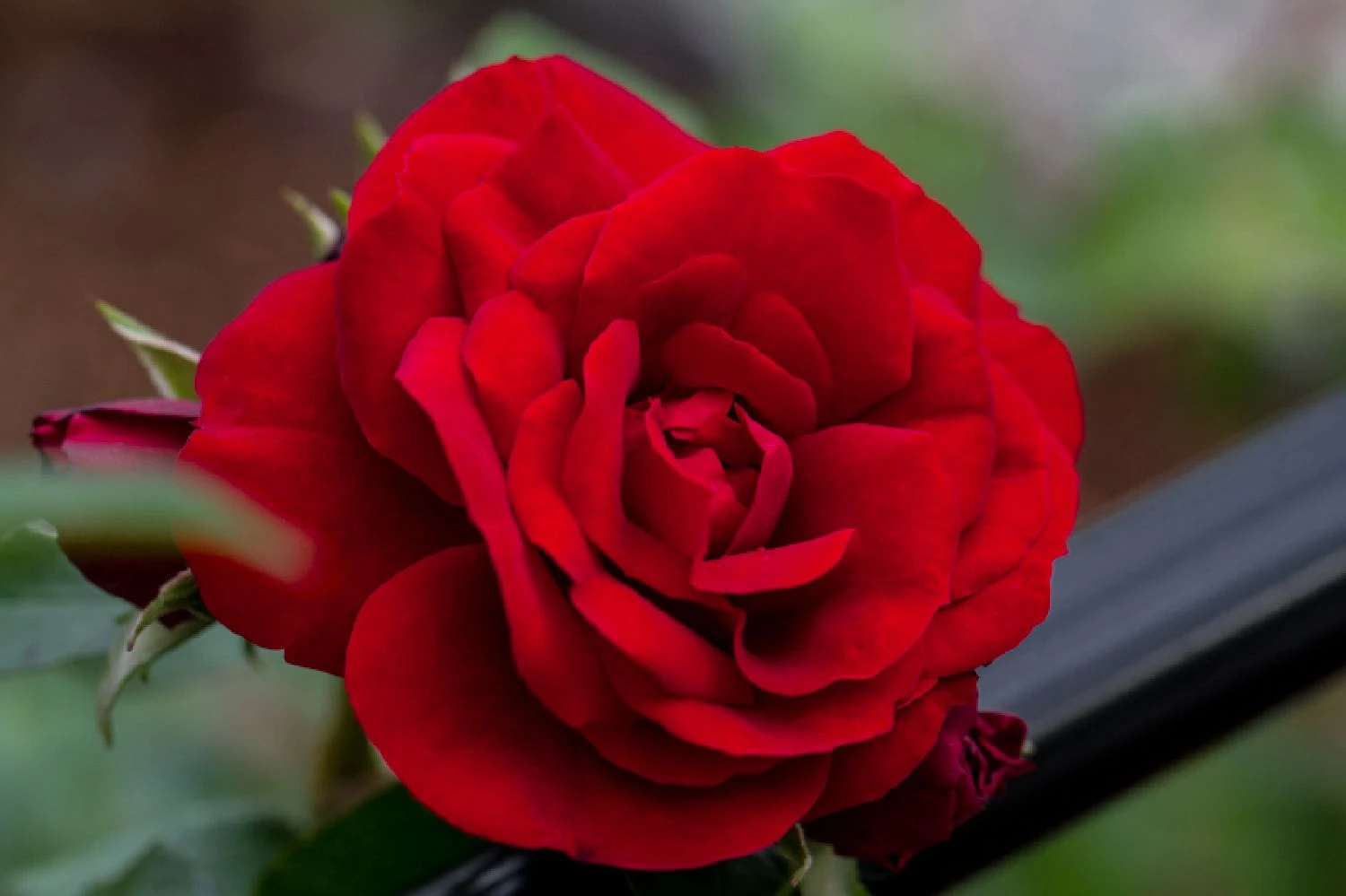 Rose 'Amadeus' (Kletterrose)