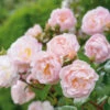 Rose 'The Lady Of The Lake' (Ramblerrose)