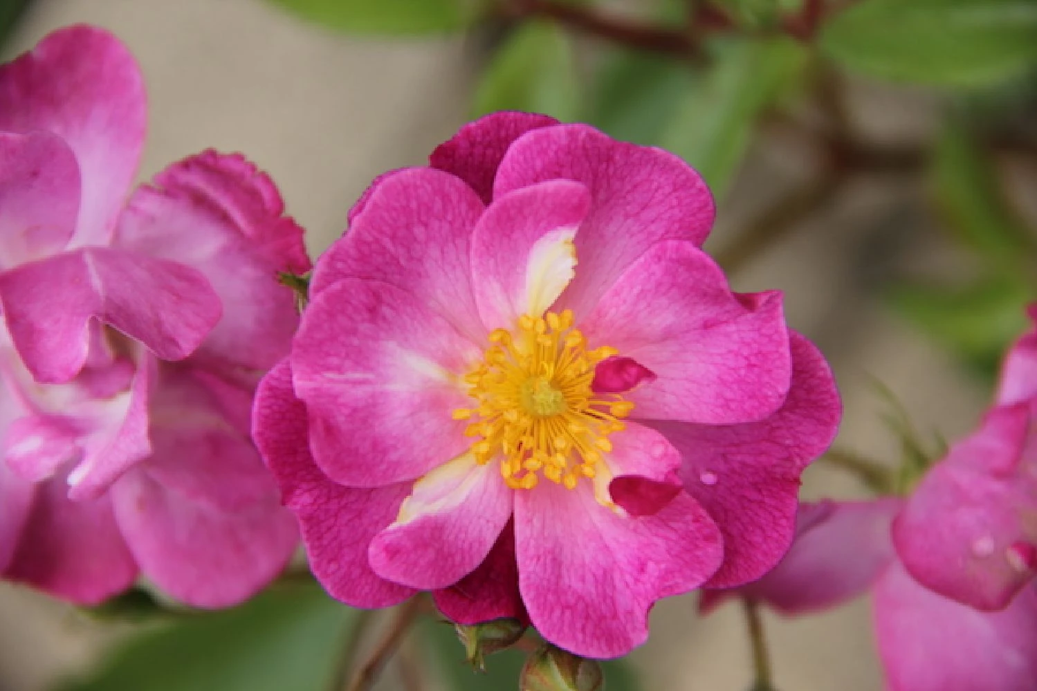 Rose 'Lavender Dream' (Bodendeckerrose)