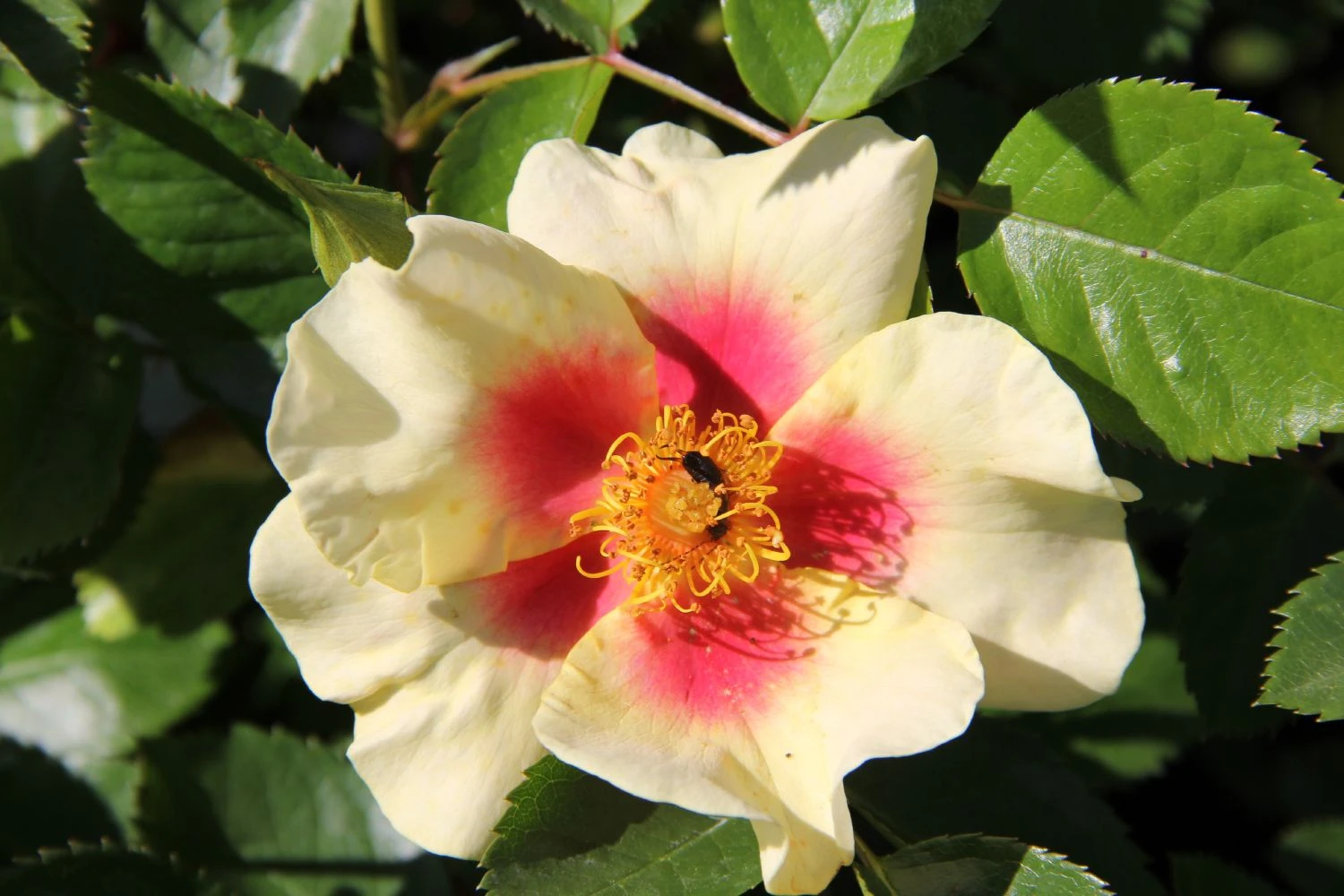 Rose 'Queen Of Sheba' (Persische Rose)