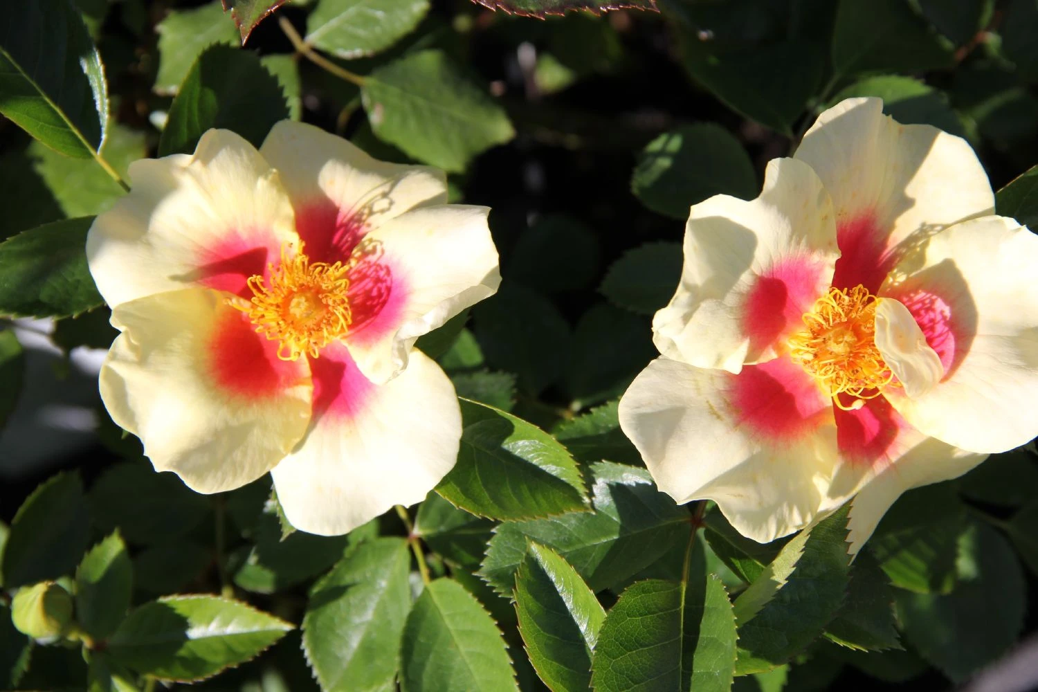 Rose 'Queen Of Sheba' (Persische Rose) – Bild 2