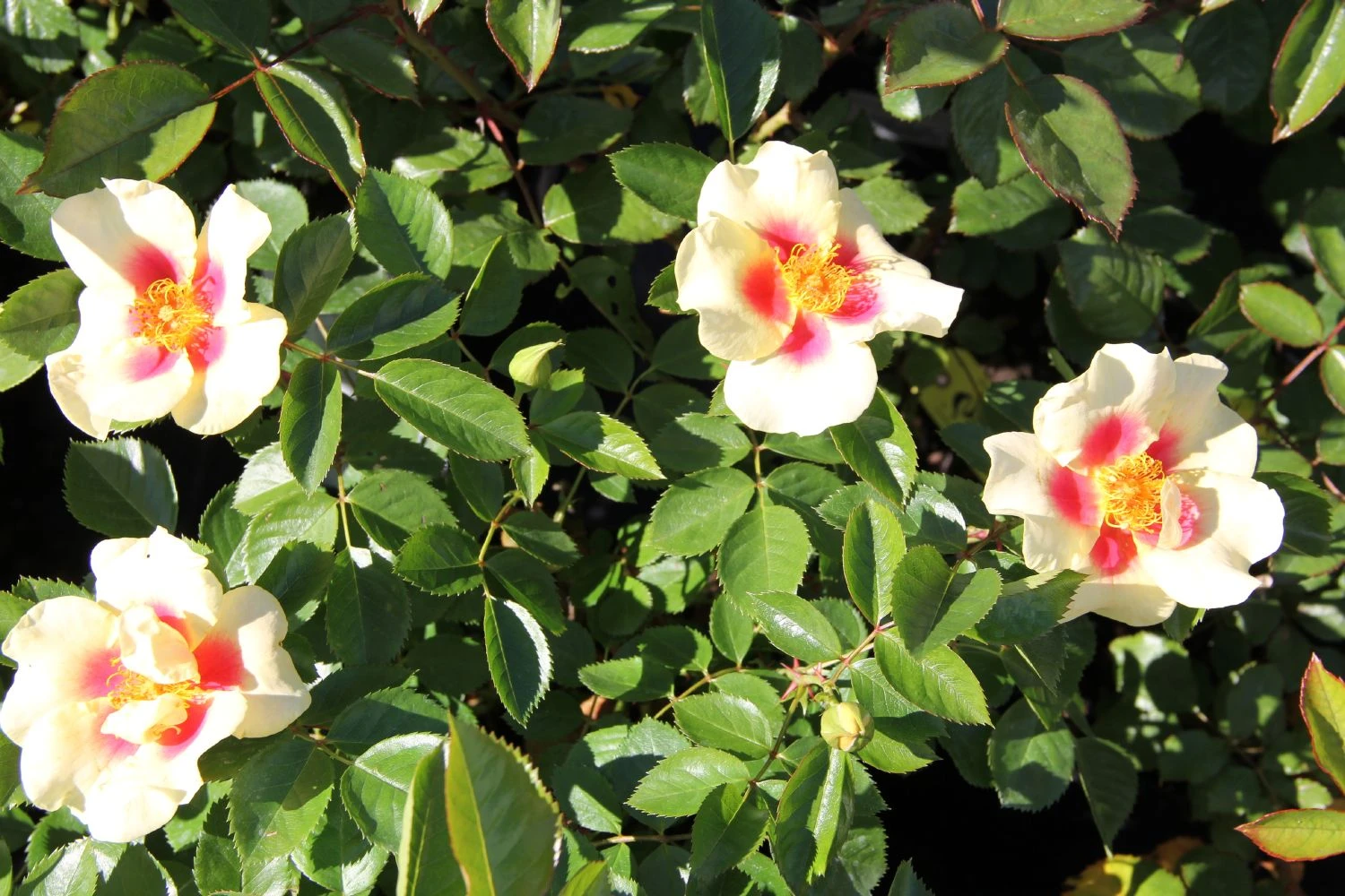 Rose 'Queen Of Sheba' (Persische Rose) – Bild 3