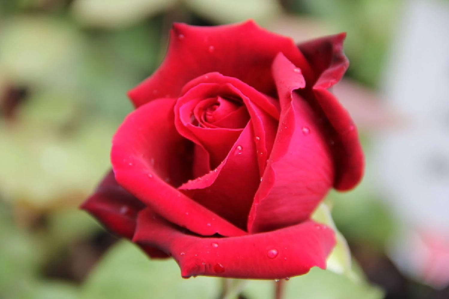 Rose 'Mildred Scheel' (Edelrose) – Bild 2