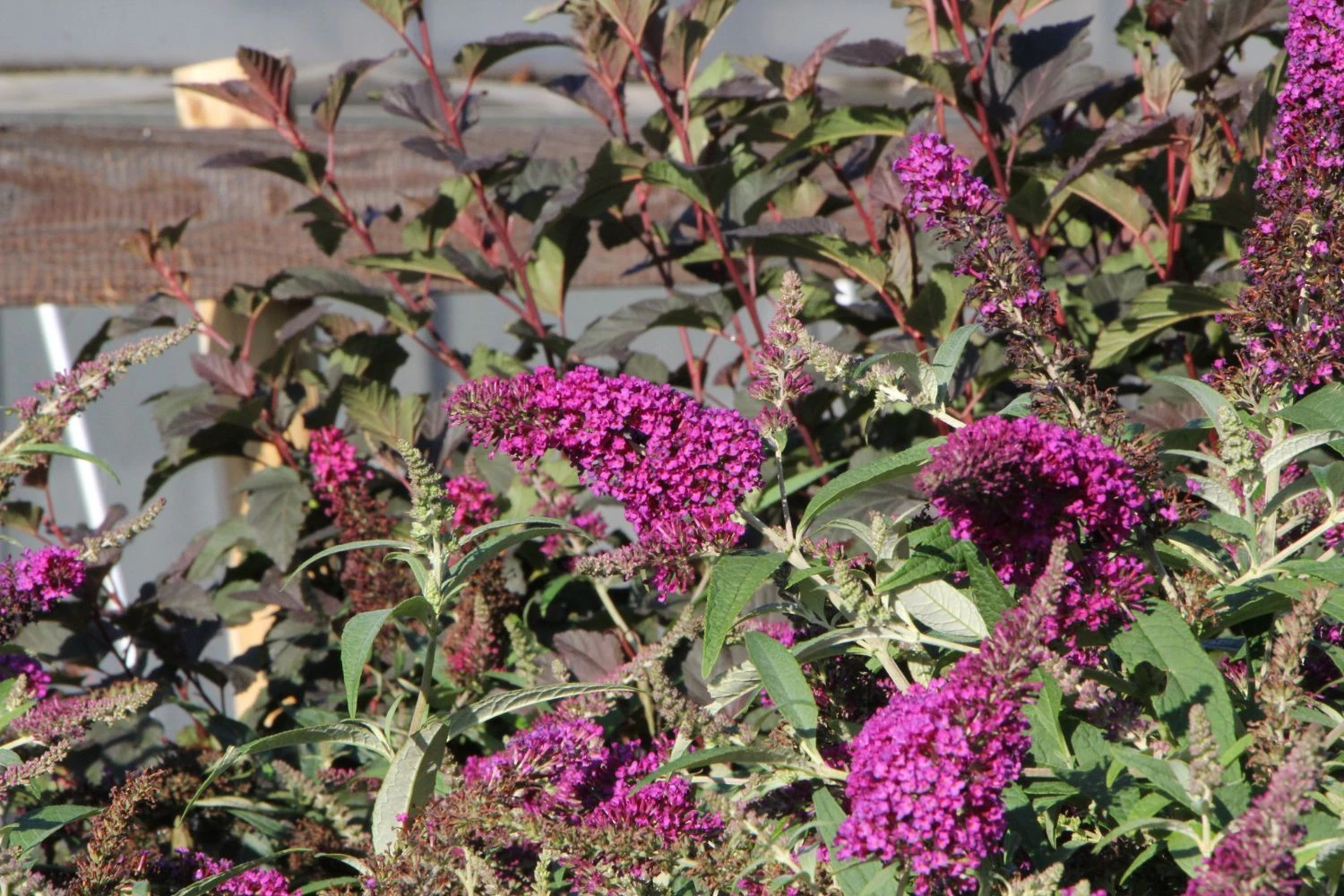 Buddleja Buzz® 'Magenta' (Zwerg-Sommerflieder) – Bild 2