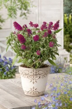Buddleja Buzz® 'Velvet' (Zwerg-Sommerflieder)