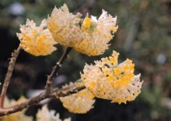 Edgeworthia Chrysantha (Orientalischer Papierbusch)