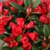 Rhododendron Neriiflorum 'Burletta' (Azalee)