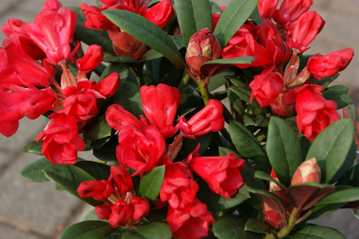Rhododendron Neriiflorum 'Burletta' (Azalee)