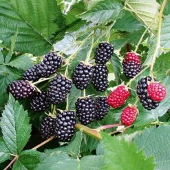 Rubus Fruticosus 'Loch Ness' (Brombeere)
