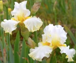 Iris Barbata-Elatior 'Domaine De Courson' (Hohe Bartschwertlilie)