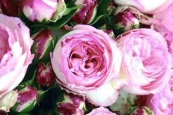 Rose 'Mini Eden Rose' (Beetrose/Kletterrose)